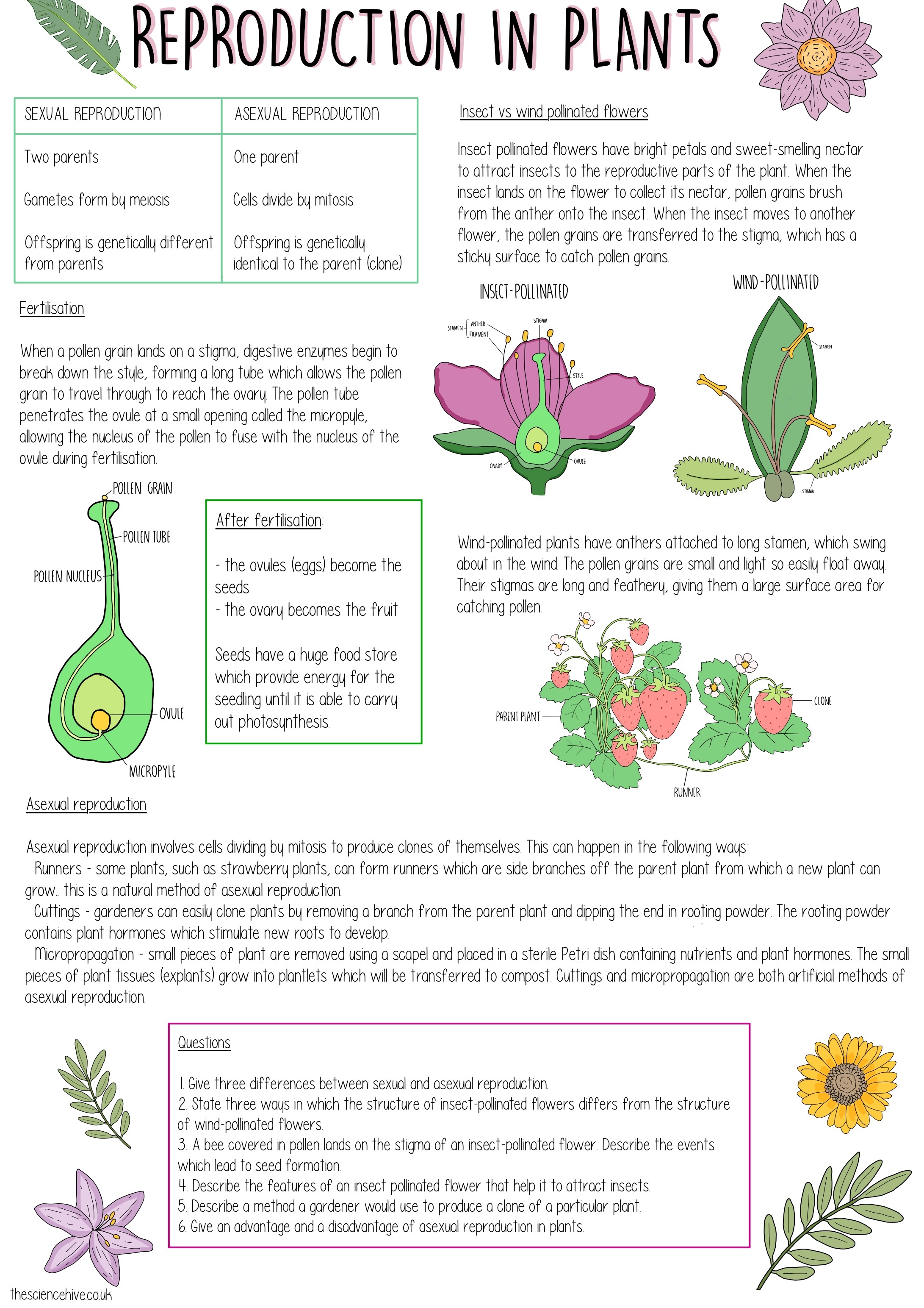 Reproduction (GCSE) — the science hive In Plant Reproduction Worksheet Answers